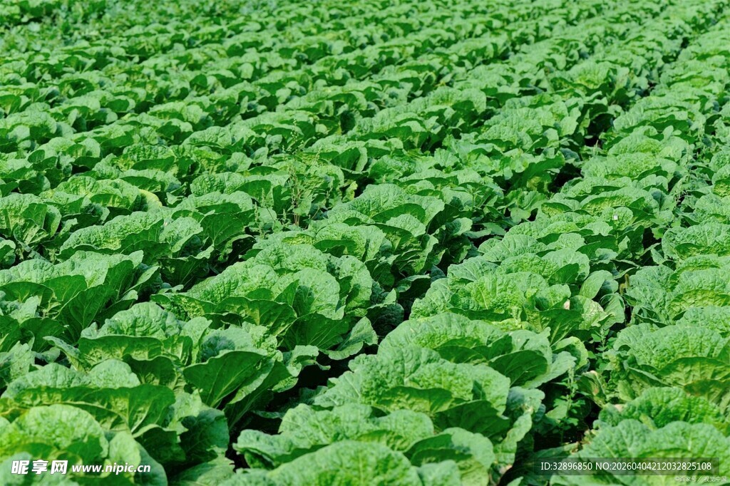 绿色蔬菜种植农田