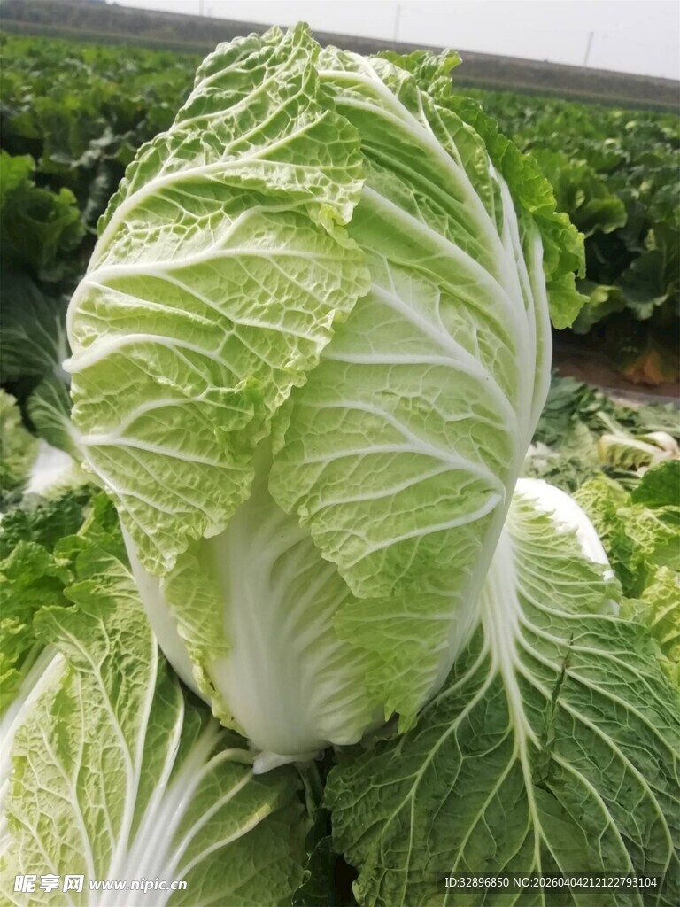 新鲜大白菜堆叠