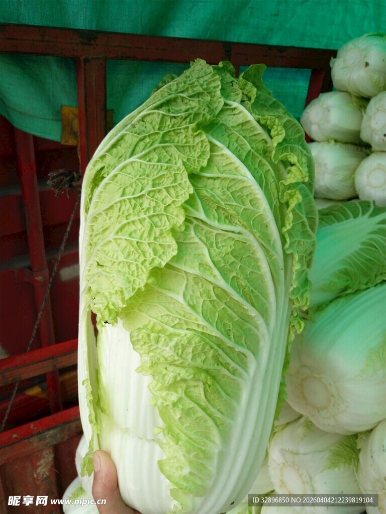 新鲜大白菜展示