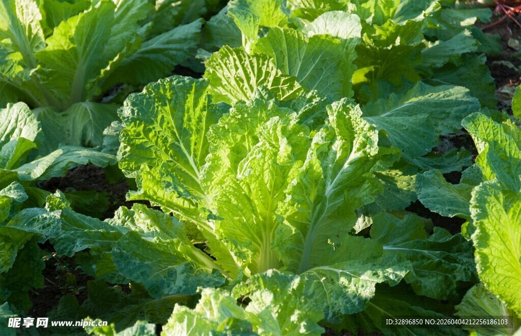 鲜嫩生菜植株