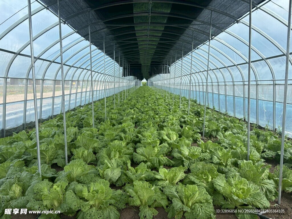 温室中的鲜嫩蔬菜种植