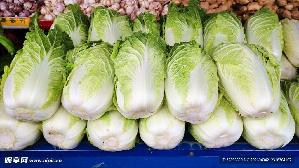 新鲜白菜整齐摆放