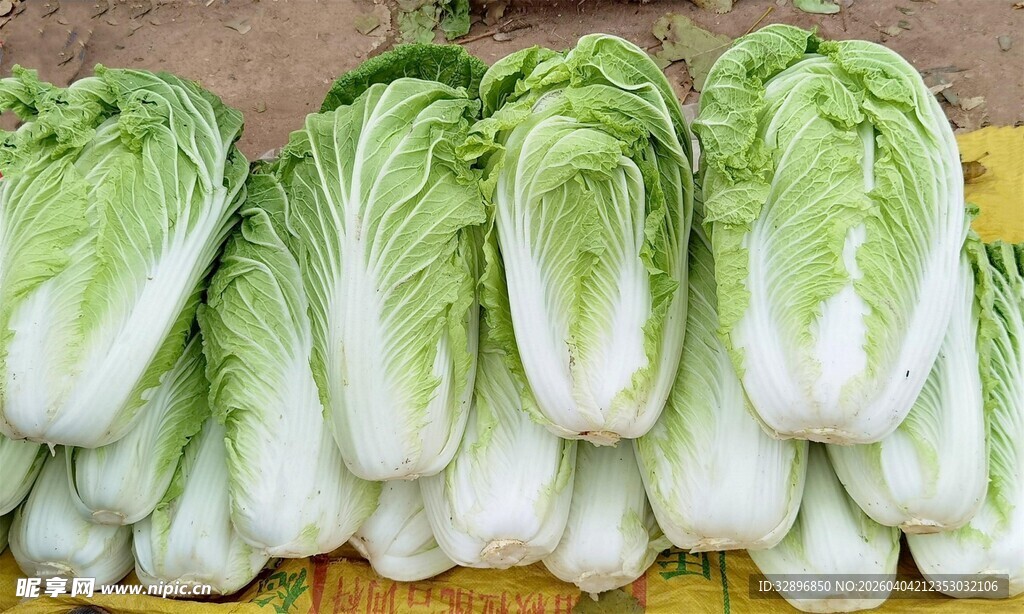 新鲜小白菜整齐摆放