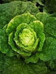 鲜嫩卷心菜特写