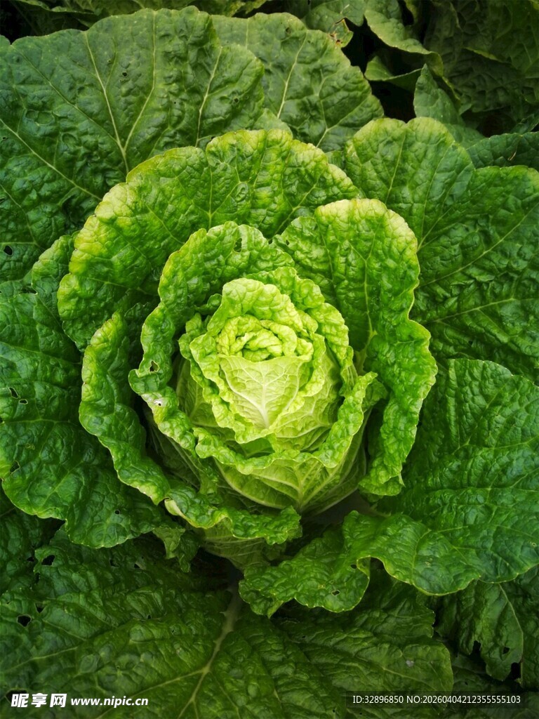 鲜嫩卷心菜特写