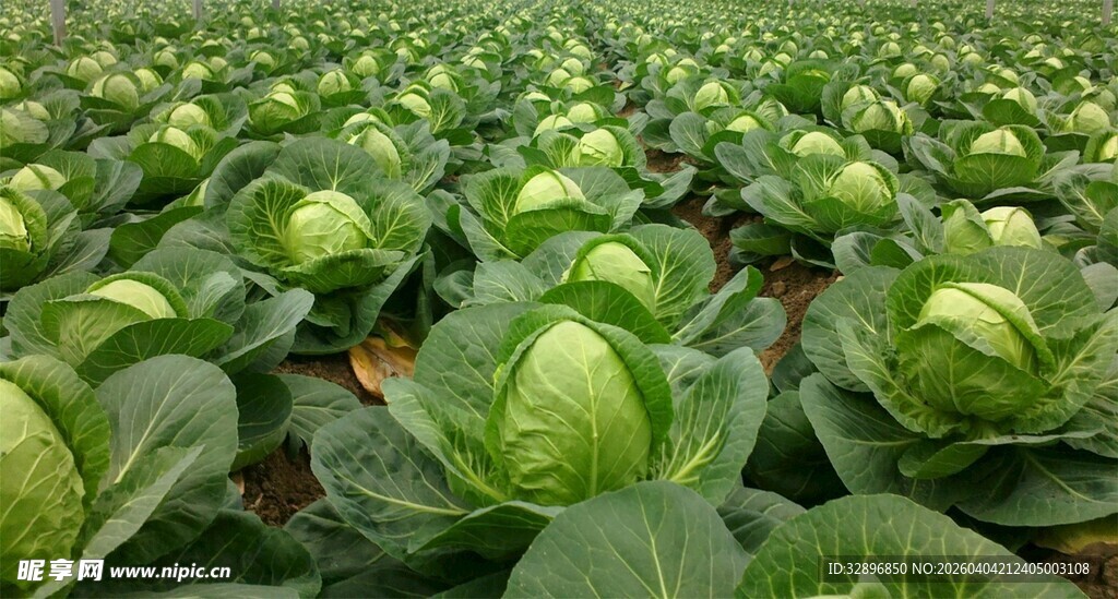 大片卷心菜种植地