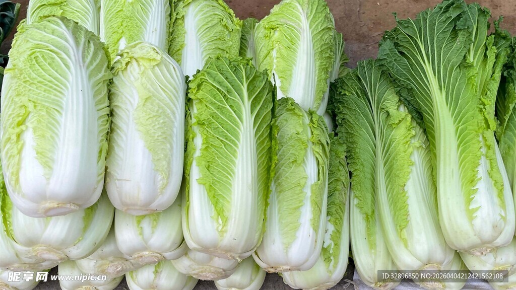 新鲜小白菜整齐摆放