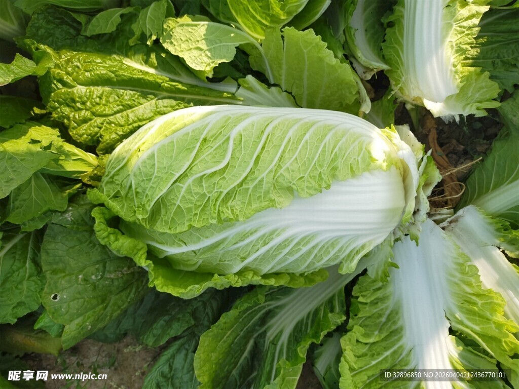 新鲜大白菜特写