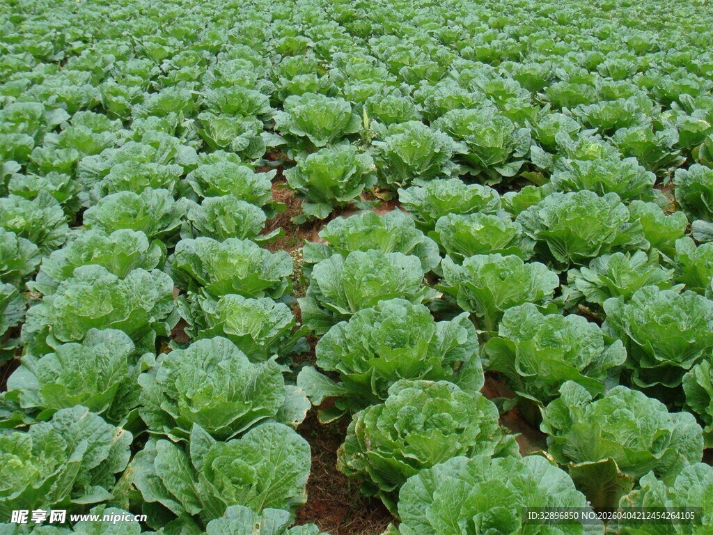 绿色卷心菜种植农田