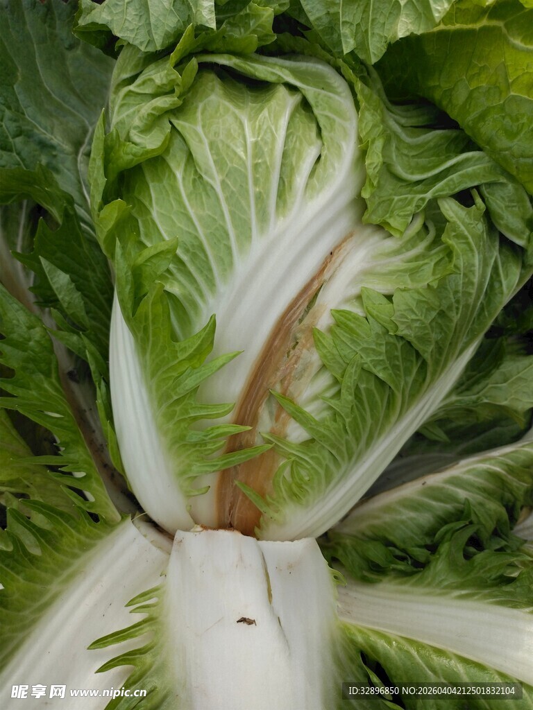 新鲜大白菜特写