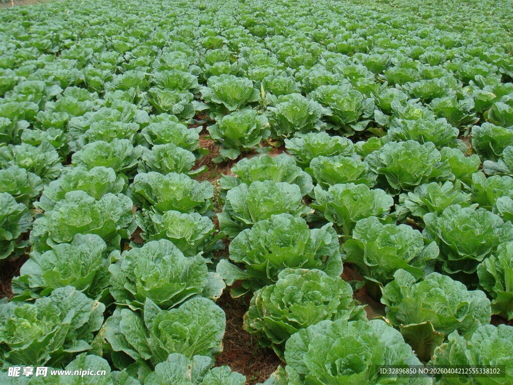 绿色卷心菜种植农田