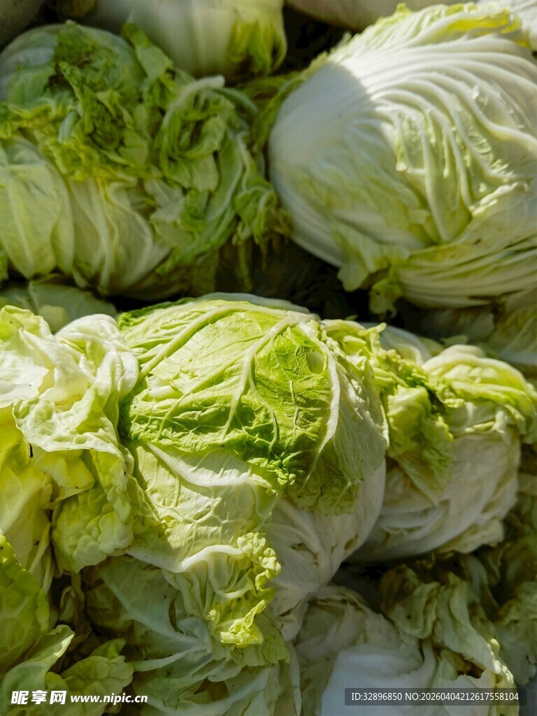 新鲜大白菜堆叠展示