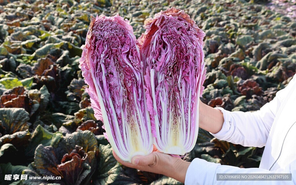 紫白菜特写