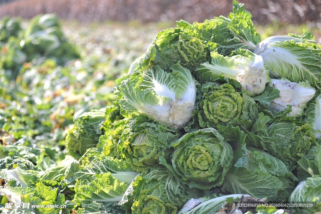 田间堆放的新鲜卷心菜