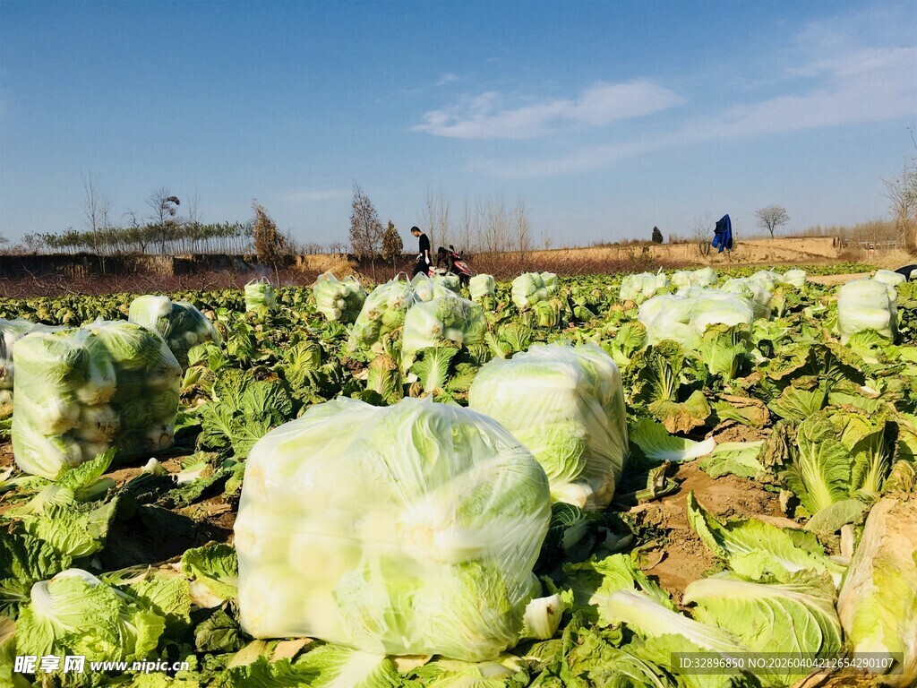 田间大白菜丰收景象