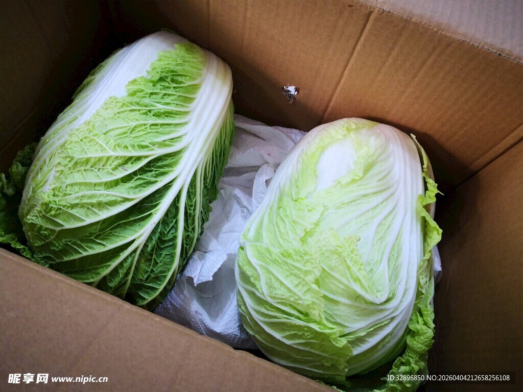 纸箱中的新鲜大白菜