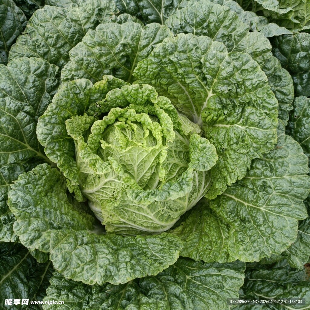 新鲜包心菜特写