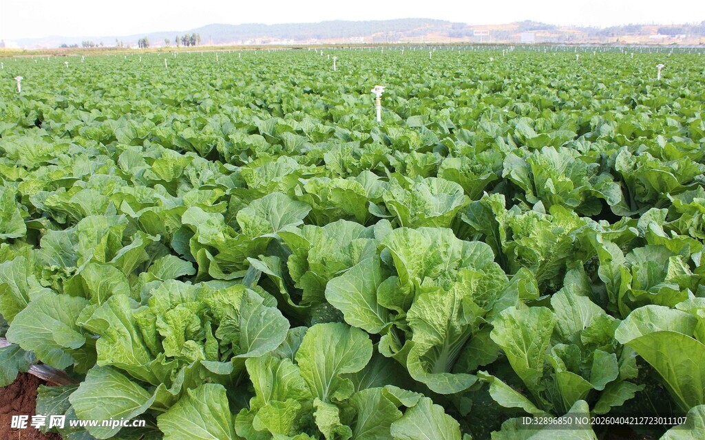 绿色蔬菜种植田