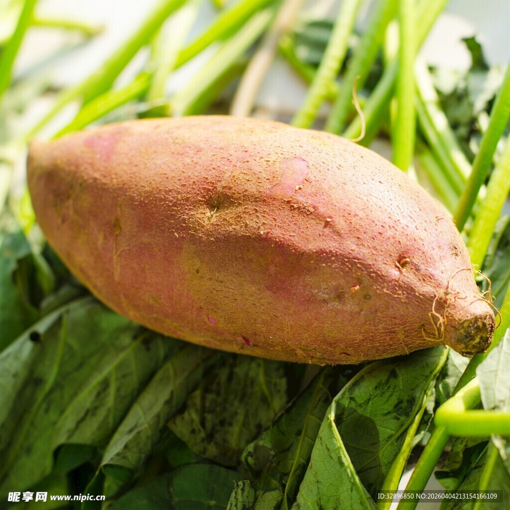 新鲜红薯置于翠绿菜叶上