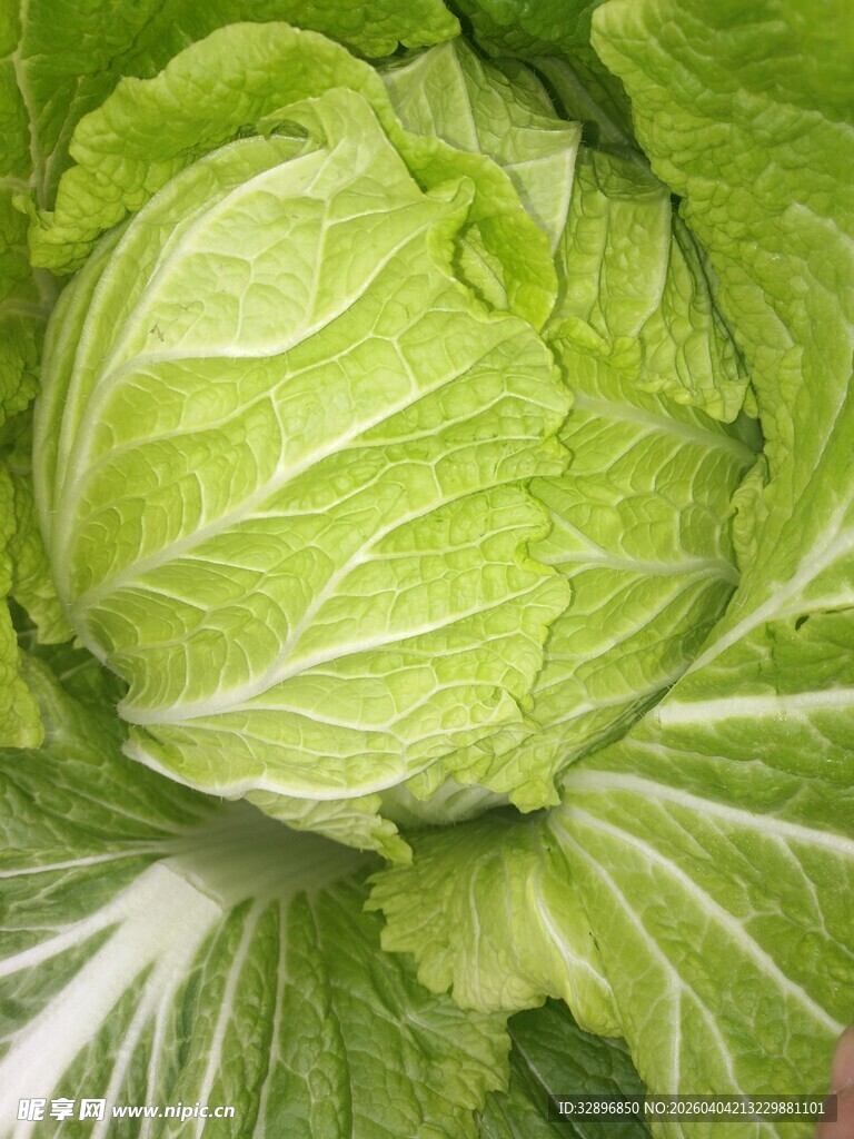 新鲜大白菜特写