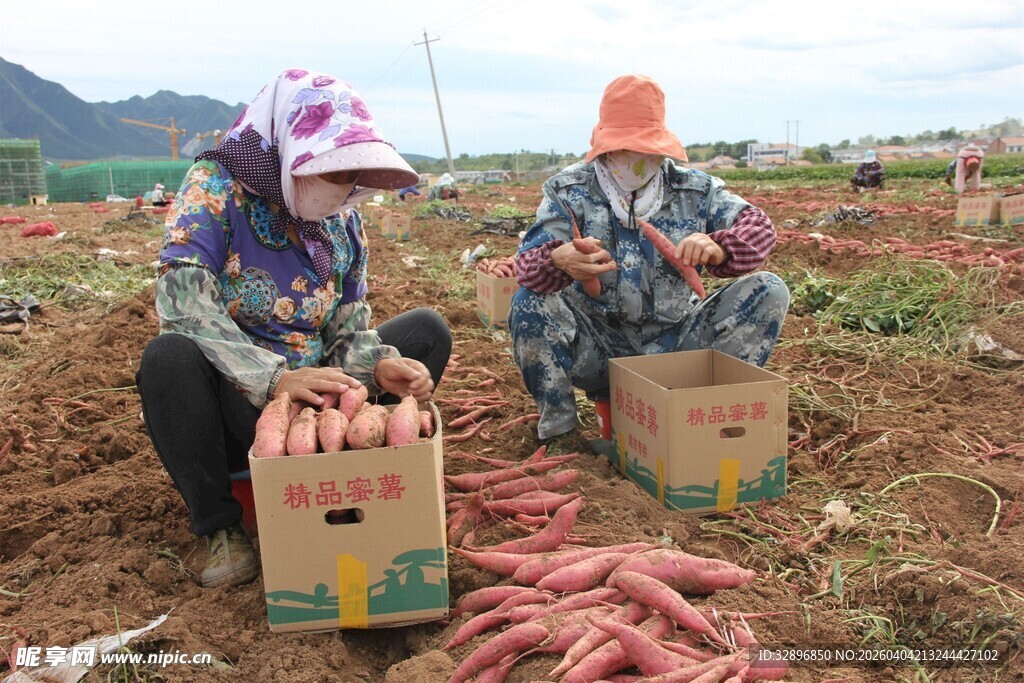 农民田间收获红薯的场景