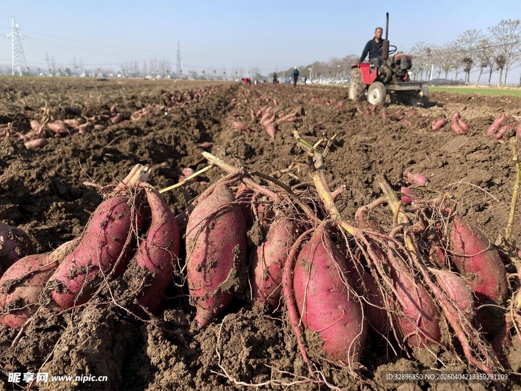红薯丰收场景