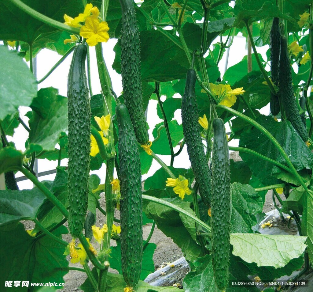 黄瓜藤上的黄花与果实