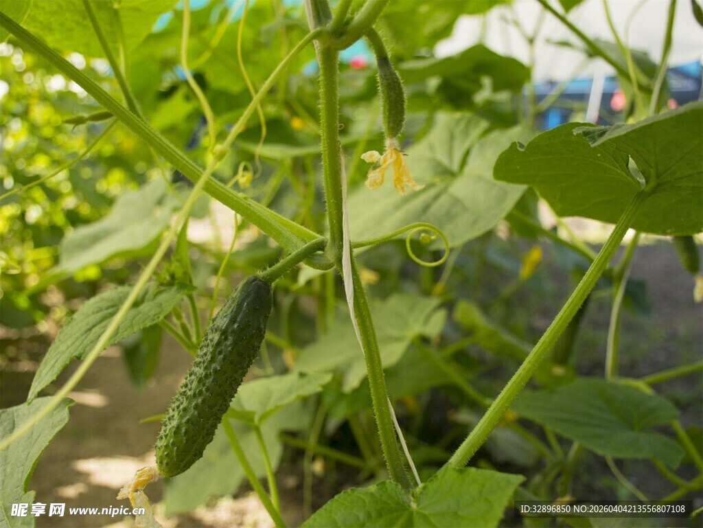 藤蔓上的鲜嫩小黄瓜