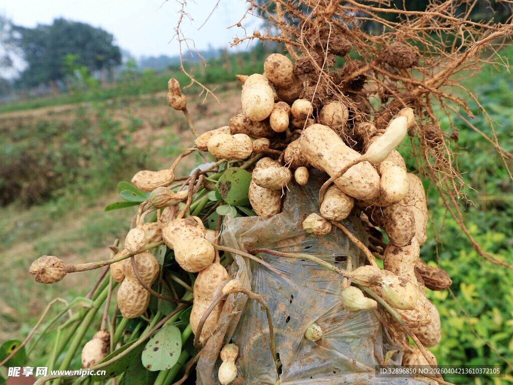 刚挖出的新鲜花生植株