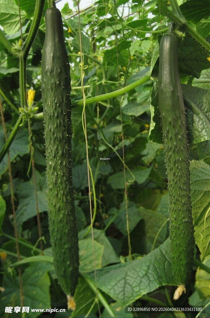 藤蔓上的鲜嫩黄瓜