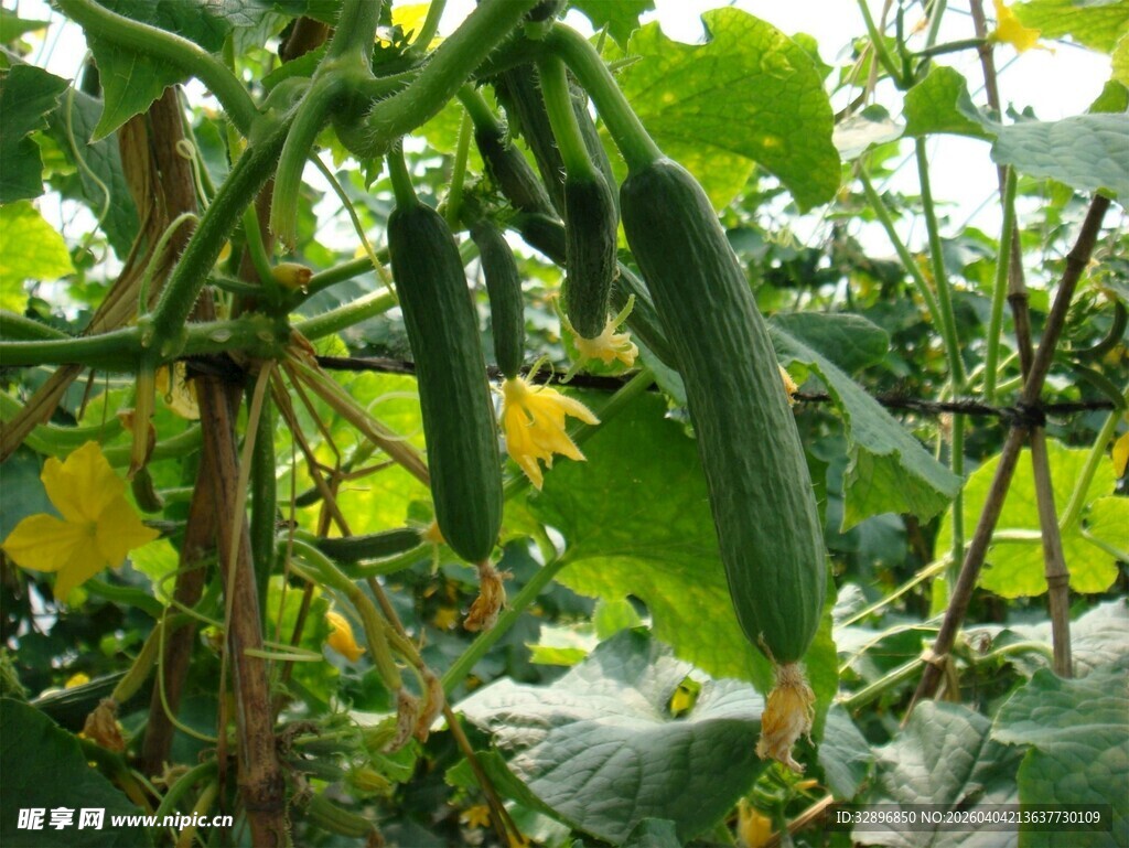 棚架上的黄瓜与黄花