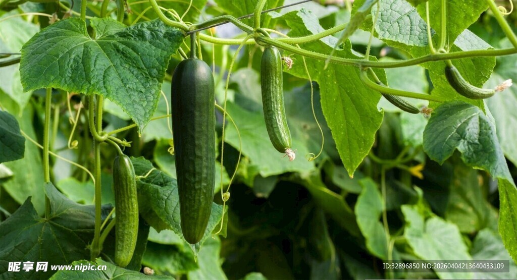 藤蔓上的鲜嫩黄瓜