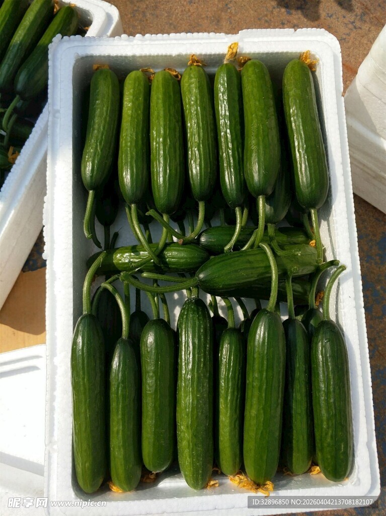 新鲜翠绿黄瓜整齐摆放