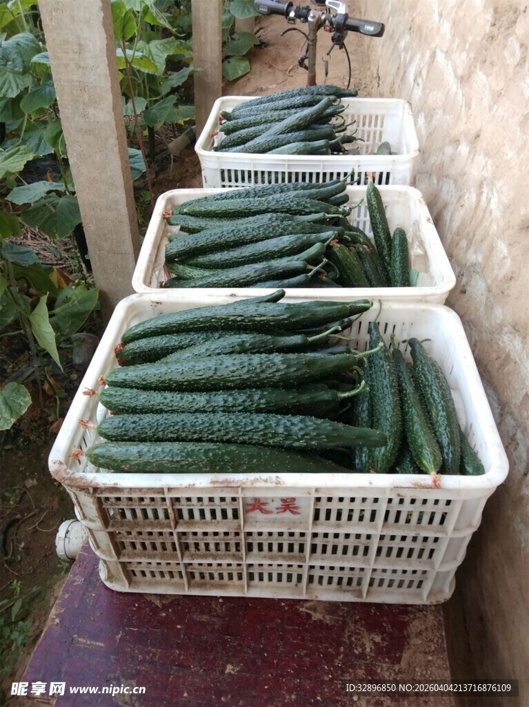 筐中整齐摆放的新鲜黄瓜
