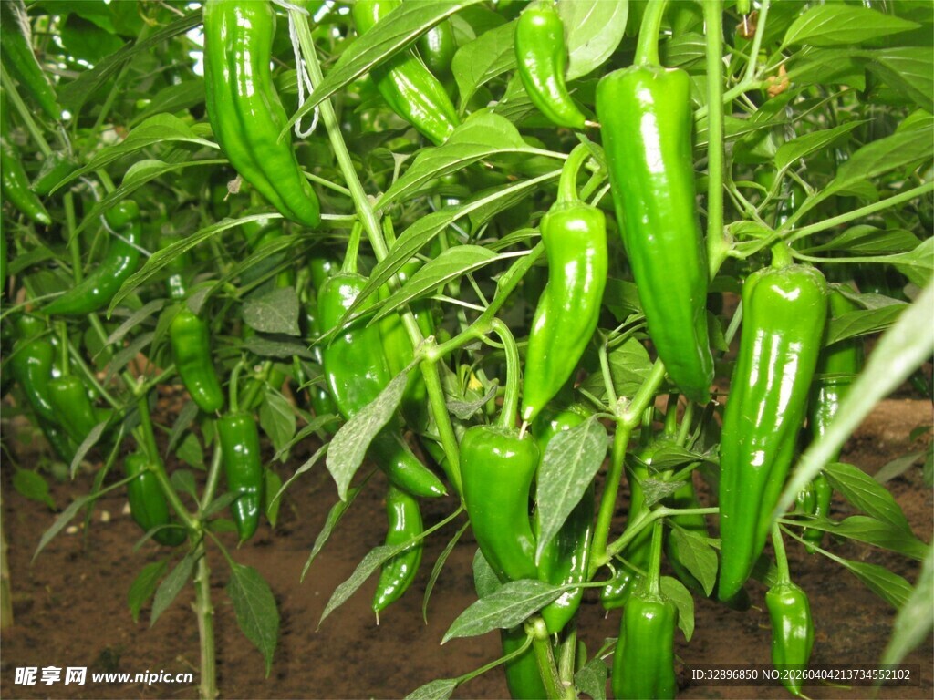 田间翠绿的长辣椒植株
