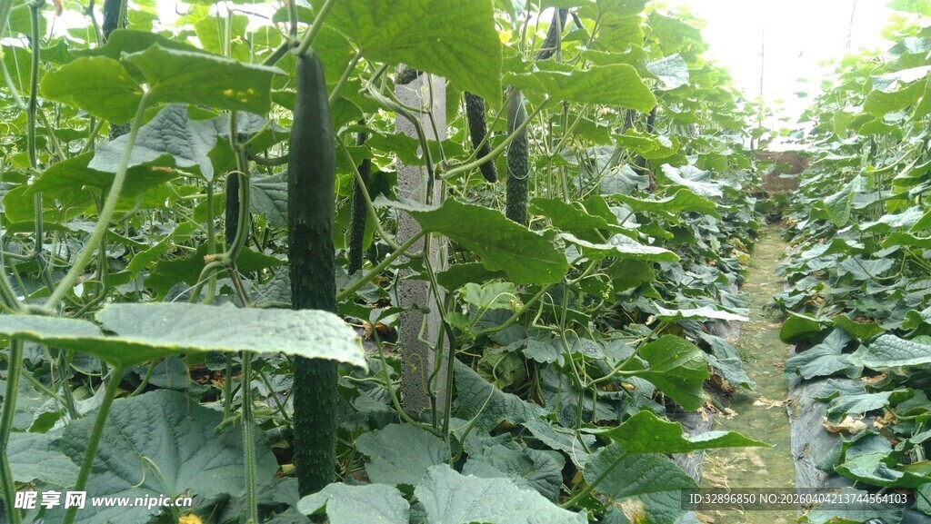 田间茂盛的绿色瓜类植物