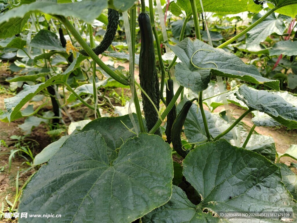 田间生长的鲜嫩黄瓜