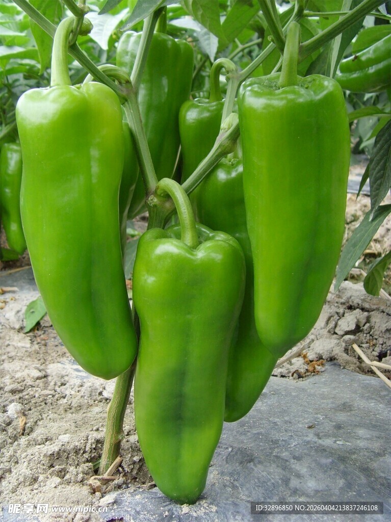 挂在枝头的鲜绿青椒