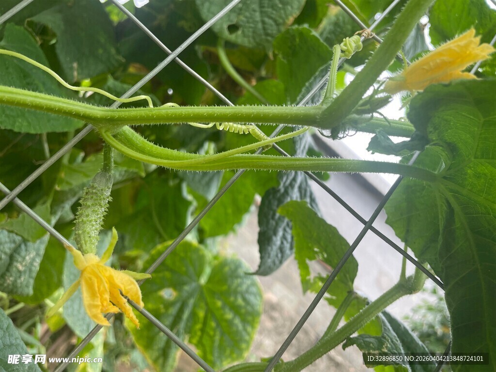 藤蔓上的黄色黄瓜花