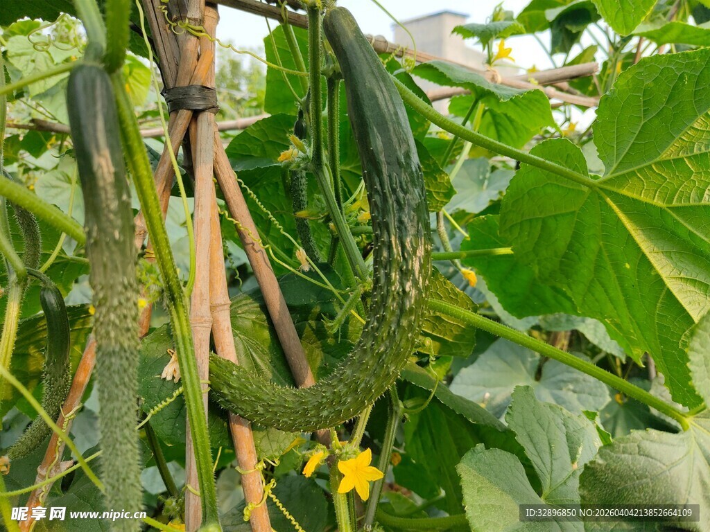 藤蔓上的鲜嫩黄瓜
