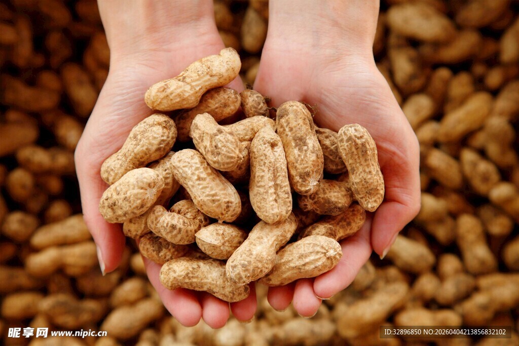 手中捧满新鲜饱满的花生