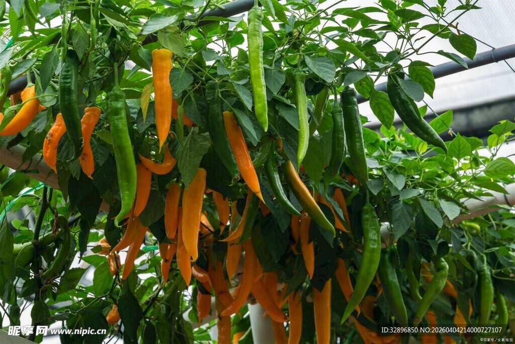 棚架上的多彩长辣椒