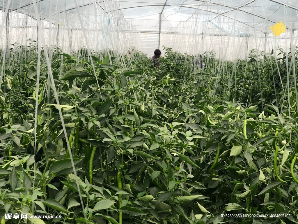 温室中的繁茂绿色植物