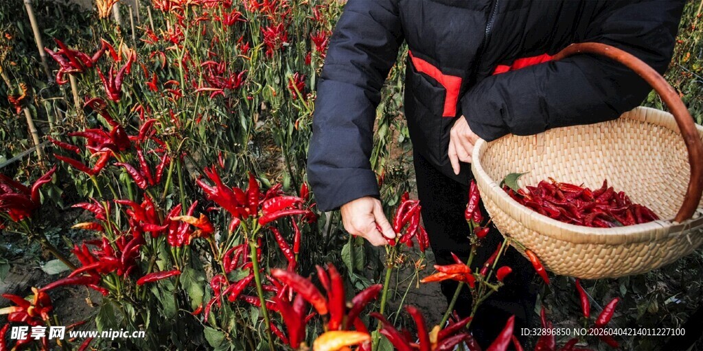 农人采摘鲜红果实场景