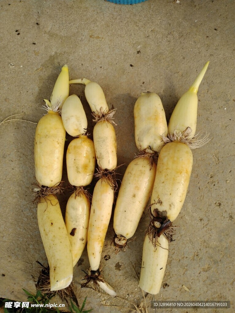 新鲜莲藕根茎展示