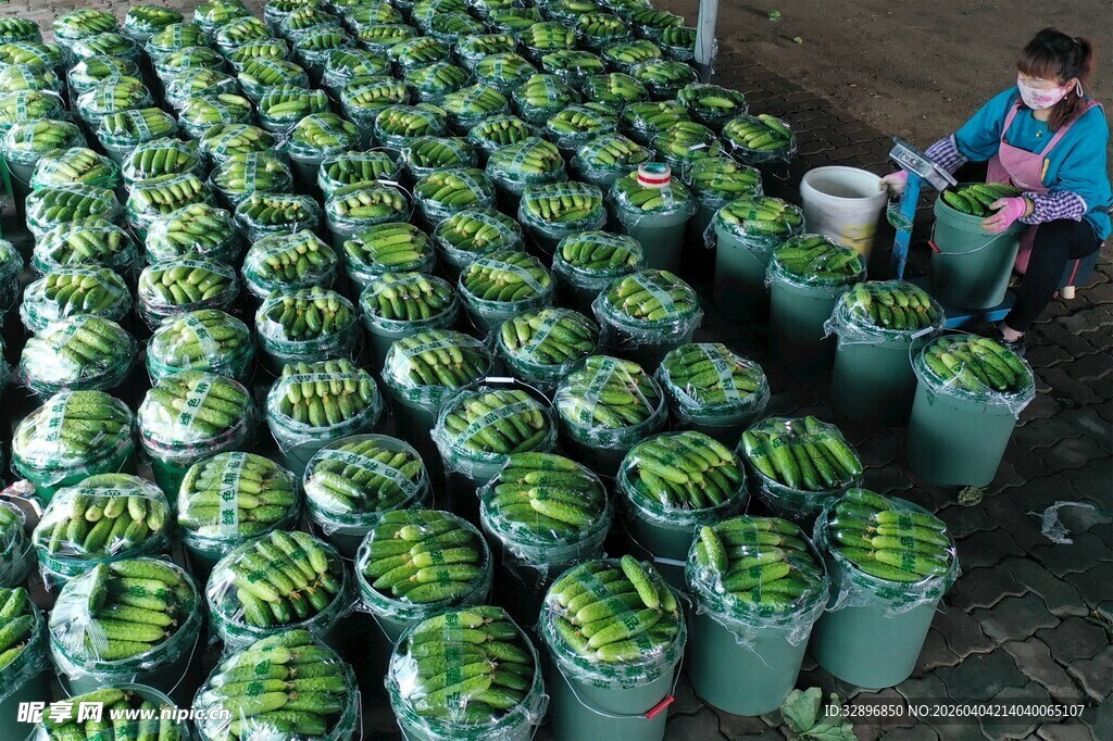 西瓜堆成山农人在劳作