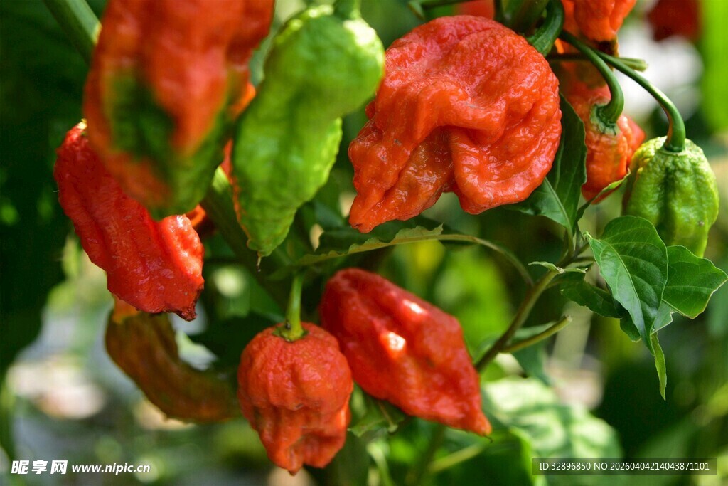 鲜艳多彩的辣椒果实