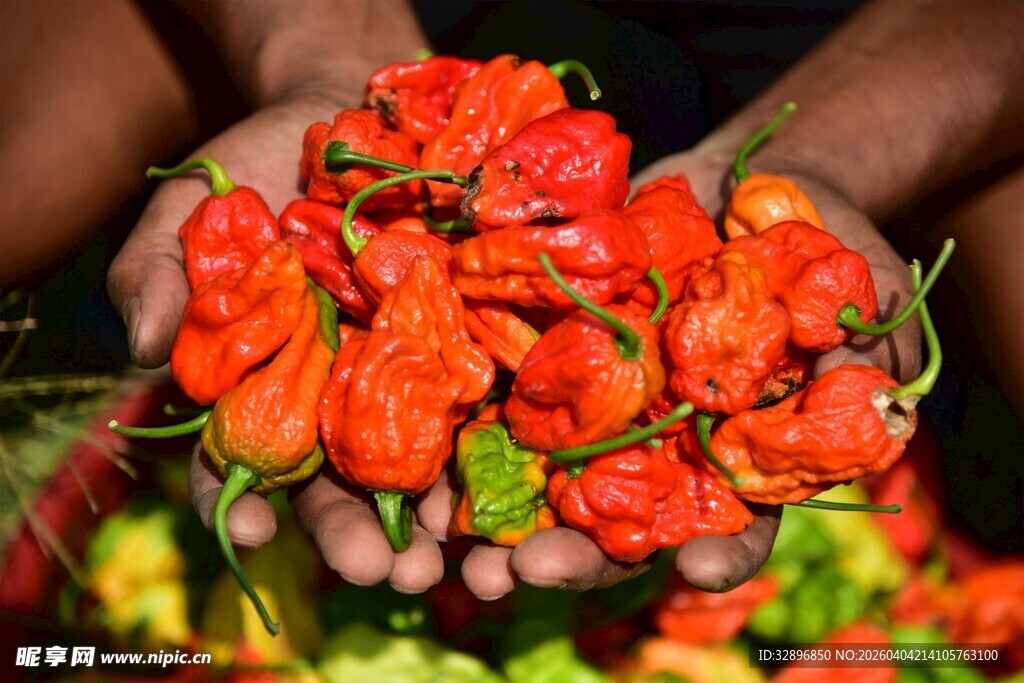 手中鲜艳的红辣椒