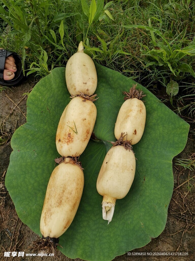 新鲜莲蓬摆于荷叶之上