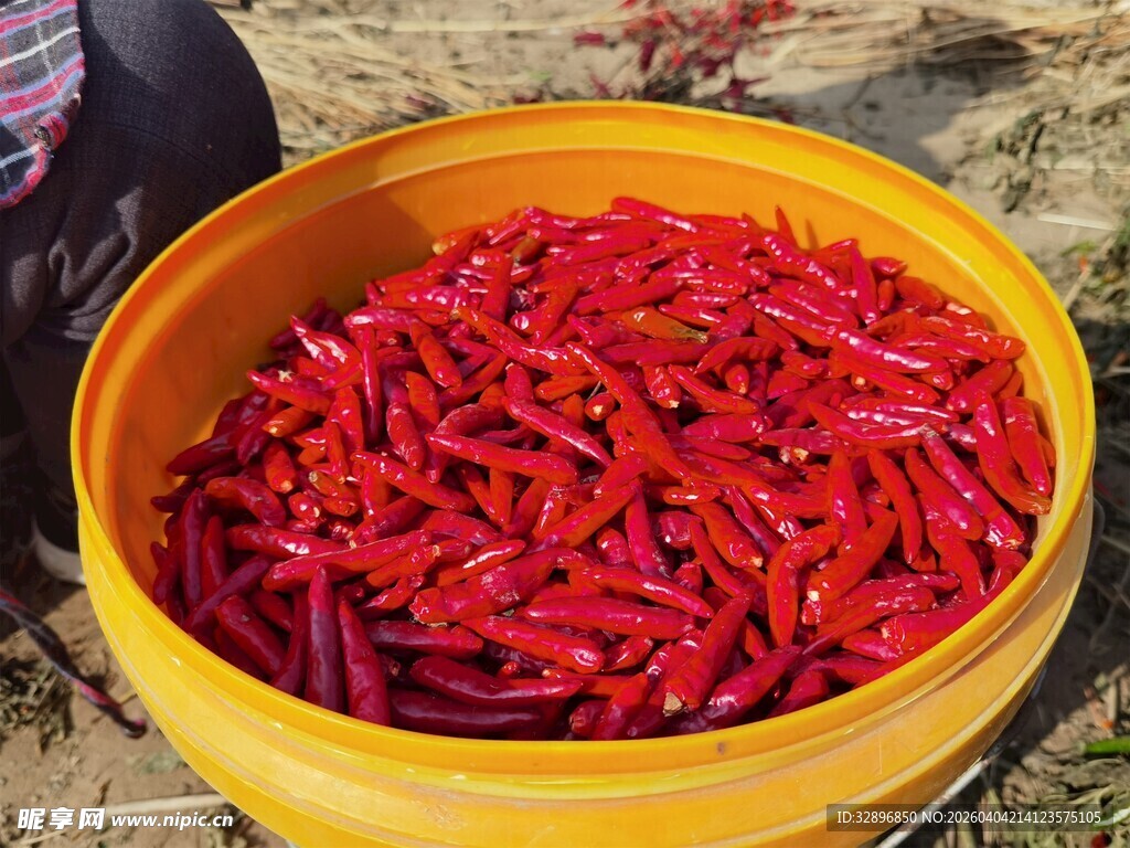 黄桶中的鲜红辣椒